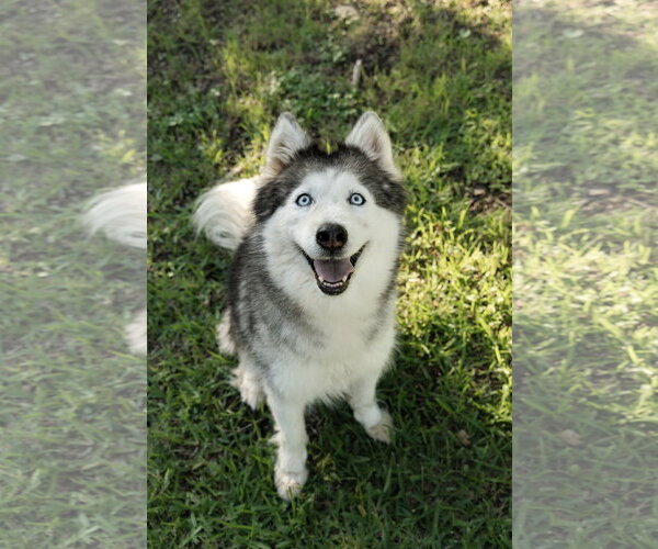 Medium Photo #2 Siberian Husky Puppy For Sale in Carrollton, TX, USA