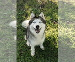 Small #1 Siberian Husky