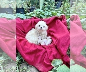 Maltese Puppy for sale in HAYWARD, CA, USA