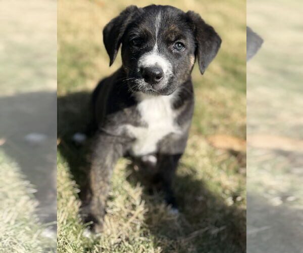 Medium Photo #1 Labrador Retriever-Unknown Mix Puppy For Sale in The Woodlands, TX, USA