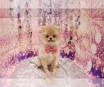 Small Photo #1 Pomeranian Puppy For Sale in LAS VEGAS, NV, USA