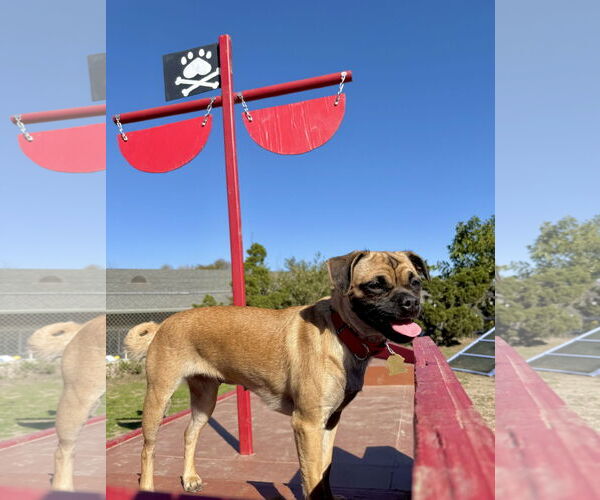 Medium Photo #1 Pug-Unknown Mix Puppy For Sale in Seal Beach, CA, USA