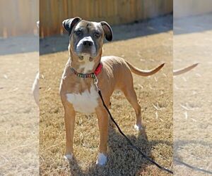 Boxer-Unknown Mix Dogs for adoption in Rockaway, NJ, USA
