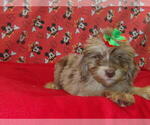 Small #10 F2 Aussiedoodle