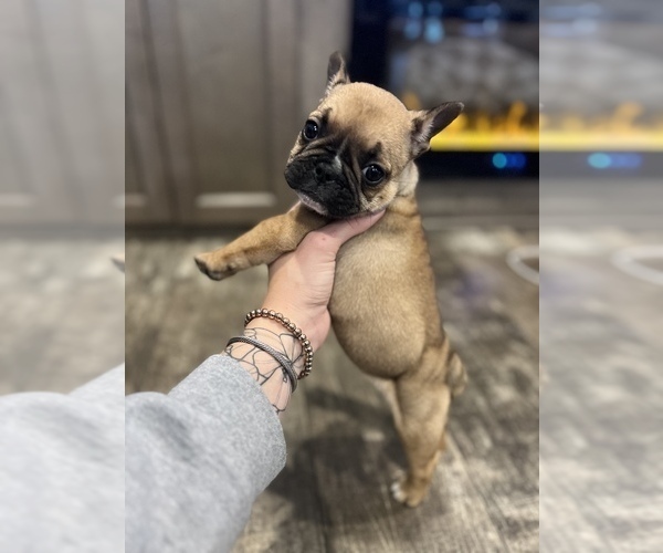 Medium Photo #1 French Bulldog Puppy For Sale in VACAVILLE, CA, USA