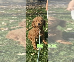 Father of the Lhasapoo puppies born on 05/25/2026