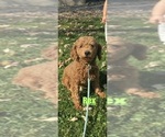 Small Photo #1 Lhasapoo Puppy For Sale in CANOGA, NY, USA