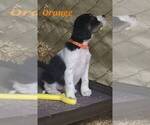 Small Photo #18 English Springer Spaniel Puppy For Sale in PENDLETON, OR, USA