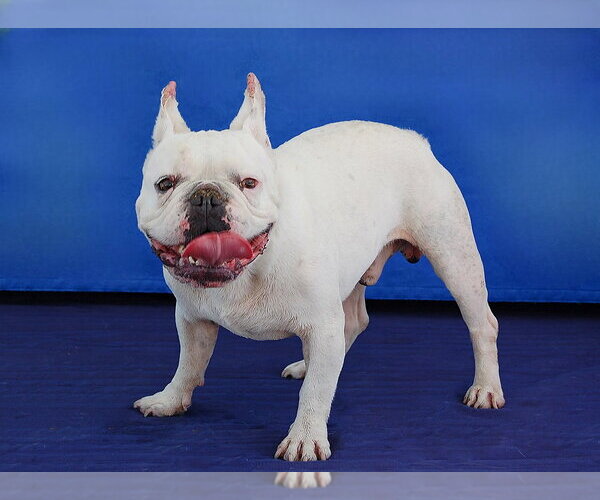 Medium Photo #1 French Bulldog Puppy For Sale in Pasadena, CA, USA