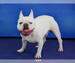 Small French Bulldog