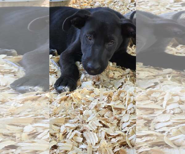 Medium Photo #1 Labrador Retriever-Unknown Mix Puppy For Sale in Oakhurst, NJ, USA