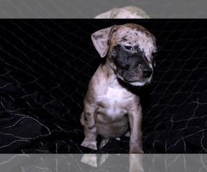 American Pit Bull Terrier Puppy for Sale in STONE MOUNTAIN, Georgia USA