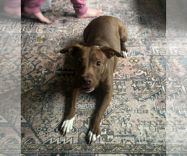 Medium Photo #10 Mutt Puppy For Sale in Doylestown, PA, USA