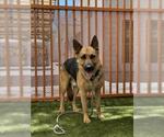 Small German Shepherd Dog Mix