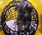 Small Photo #8 YorkiePoo Puppy For Sale in BLUE MOUND, TX, USA