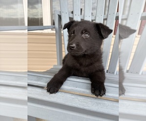 German Shepherd Dog Puppy for sale in WEST LIBERTY, KY, USA