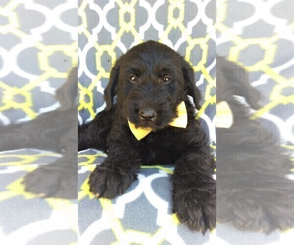 Medium Photo #8 Labradoodle Puppy For Sale in LANCASTER, PA, USA