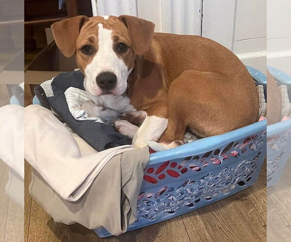 Medium Photo #9 Mutt Puppy For Sale in Canton, CT, USA