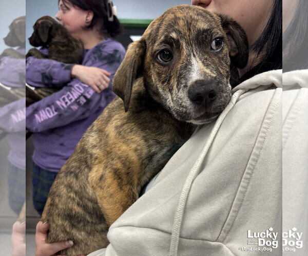 Medium Photo #2 Plott Hound-Unknown Mix Puppy For Sale in Washington, DC, USA