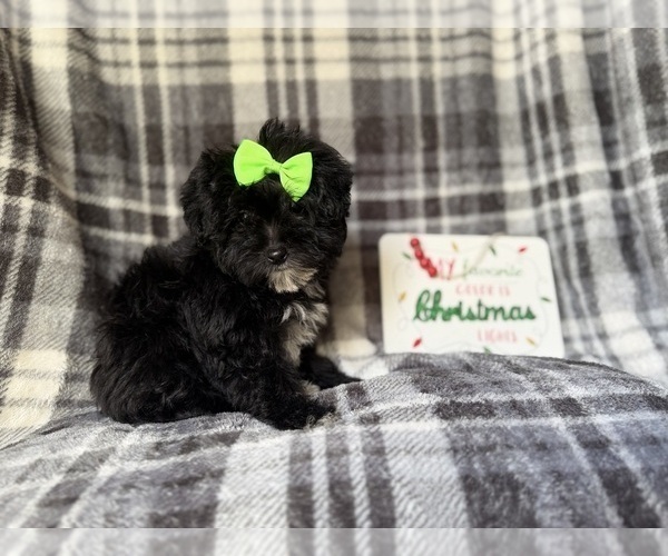 Medium Photo #2 YorkiePoo Puppy For Sale in LAKELAND, FL, USA