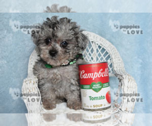 Poodle (Toy) Puppy for sale in SANGER, TX, USA