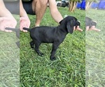 Small Photo #18 German Shorthaired Pointer Puppy For Sale in FRANKLIN, KY, USA