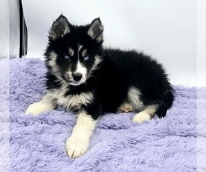 Siberian Husky Puppy for sale in SANDY HOOK, KY, USA