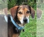 Small #6 American Foxhound-Beagle Mix
