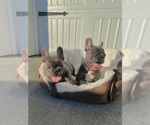 French Bulldog Puppy for sale in CLACKAMAS, OR, USA