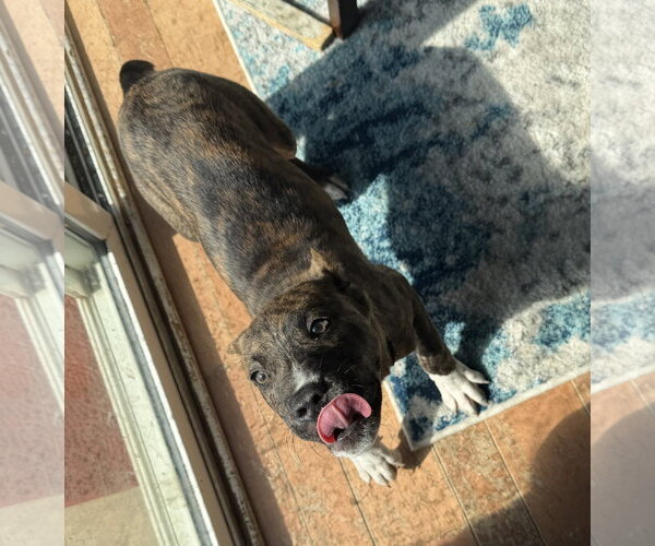 Medium Photo #3 Mutt Puppy For Sale in Clarkston, MI, USA