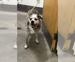 Bulldog Dogs for adoption in Forestville, MD, USA