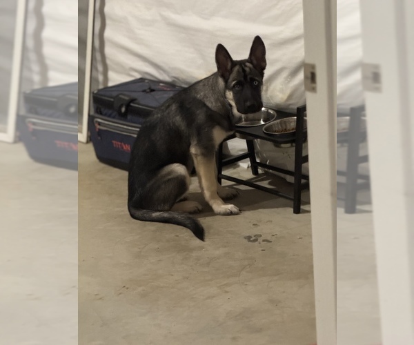 Medium Photo #3 German Shepherd Dog-Siberian Husky Mix Puppy For Sale in FREDERICKSBURG, VA, USA