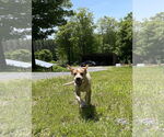 Small #1 Mutt