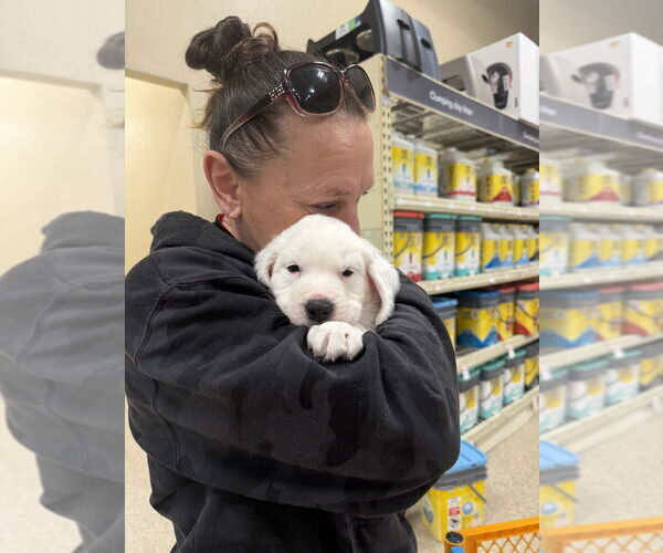 Medium Photo #2 American Staffordshire Terrier-Unknown Mix Puppy For Sale in Wenonah, NJ, USA