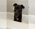 Small #6 American Pit Bull Terrier Mix