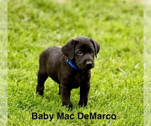Labrador Retriever-Unknown Mix Dogs for adoption in Sandy, UT, USA