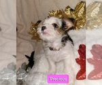 Puppy Precious Yorkshire Terrier