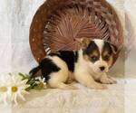 Small Photo #3 Pembroke Welsh Corgi Puppy For Sale in HAVEN, KS, USA