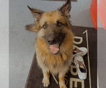 Small #35 German Shepherd Dog