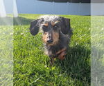 Small #3 Dachshund