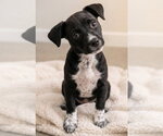 Small Boston Terrier Mix