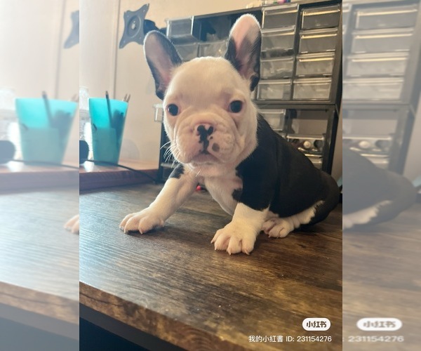 Medium Photo #7 French Bulldog Puppy For Sale in CLEVELAND, NC, USA