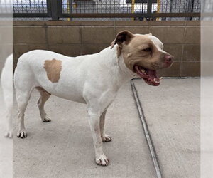 American Pit Bull Terrier-Unknown Mix Dogs for adoption in Denver, CO, USA