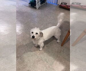 Maltese-Unknown Mix Dogs for adoption in Dana Point, CA, USA