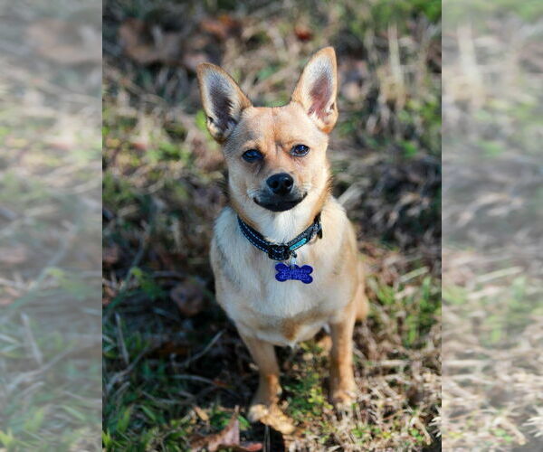 Medium Photo #10 Pineranian Puppy For Sale in Cookeville, TN, USA