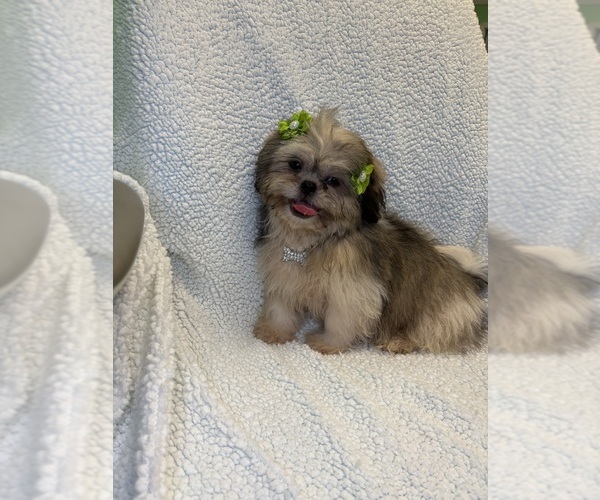 Medium Photo #1 Shinese Puppy For Sale in RANDOLPH, MA, USA