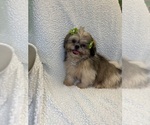 Manda - Female Shinese Puppy for Sale - Small photo