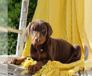 Doberman Pinscher Puppy for sale in NARVON, PA, USA