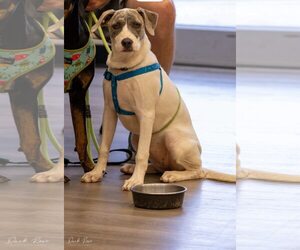 Sunny~FEE SPONSORED - Female Labrador Retriever-Whippet Mix Dog for Adoption - Photo #4