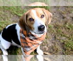 Small #3 Beagle